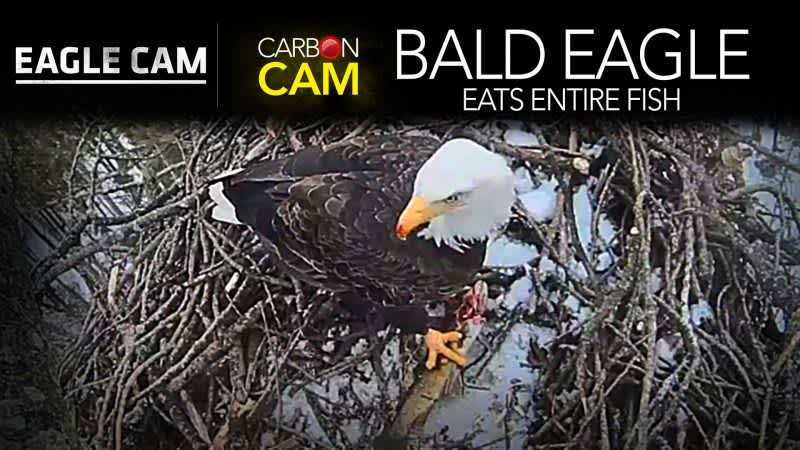 Live Eagle Cam Video: Bald Eagle Eats Fish from Head to Tail