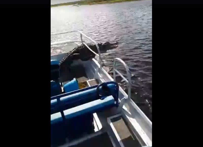 Video: Gigantic Alligator Jumps into Tourist Boat