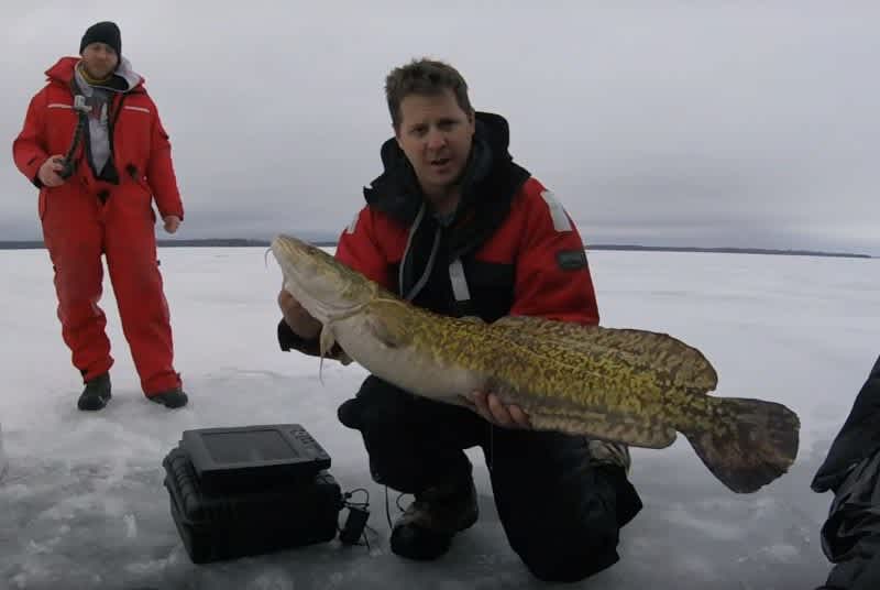 Video: This Giant Burbot is the New Ontario Record