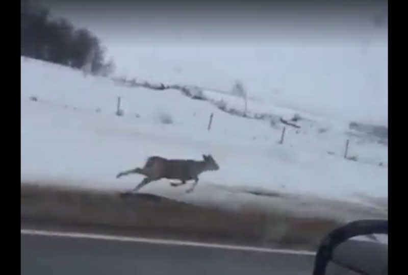Video: Deer Are Such Graceful Animals, Until They Come Across Potholes
