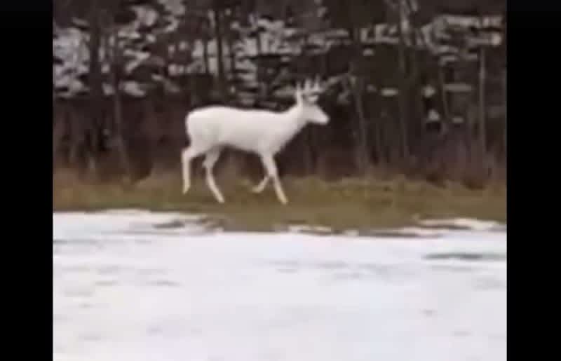 Video: Great White Buck Filmed Strolling Down the Side of a Busy Highway