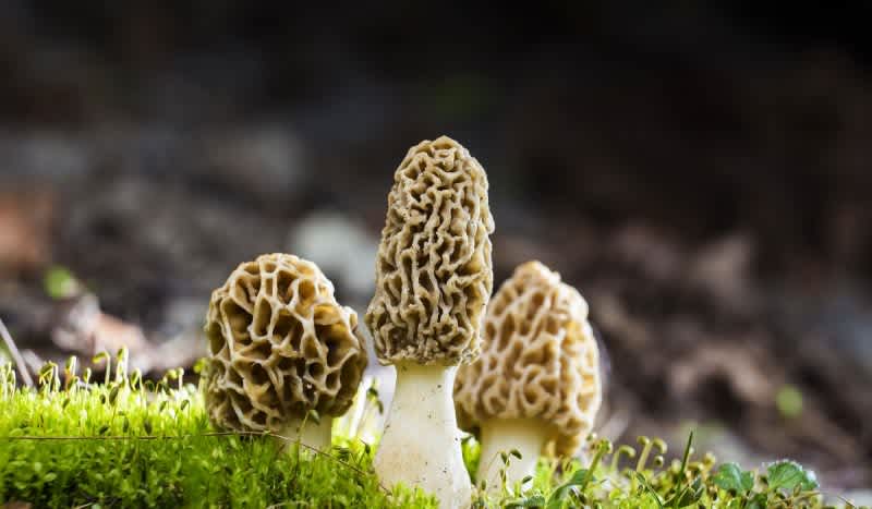 Video: How to Grow Morel Mushrooms in Your Backyard