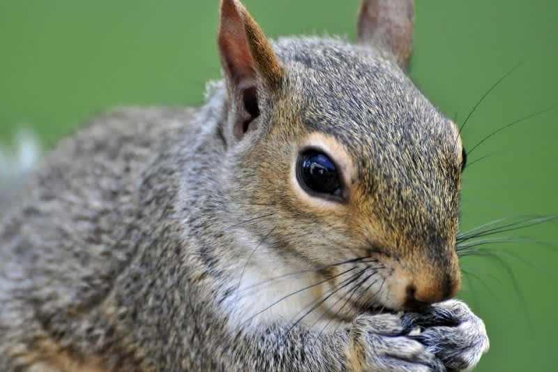 Video: A Man’s Pet Squirrel Stopped a Burglar From Stealing His Guns