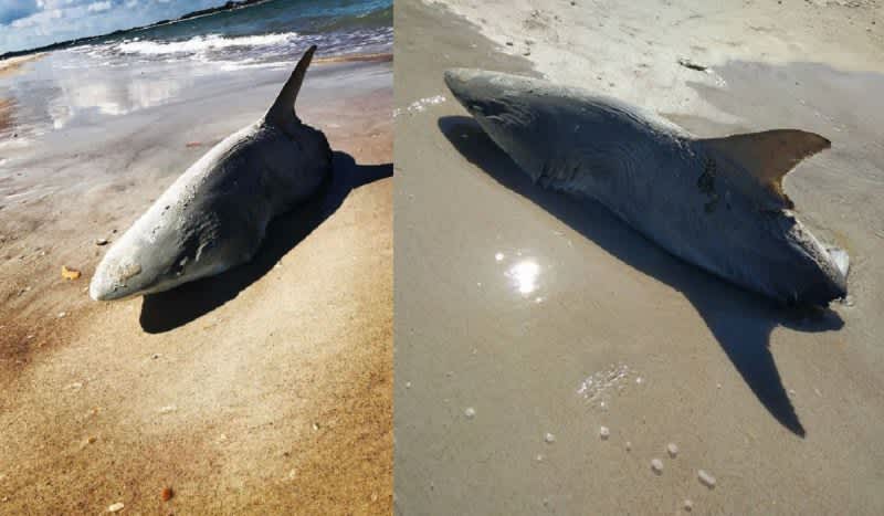 Mystery: Half-Eaten Shark on Florida Beach Raises Speculation About What Killed It
