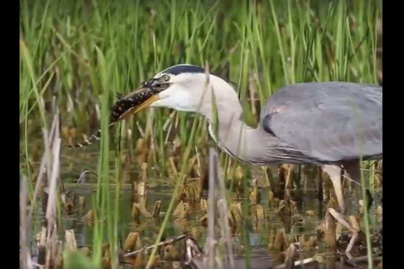 Video: Great Blue Heron Swallows Baby Gator in One Gulp