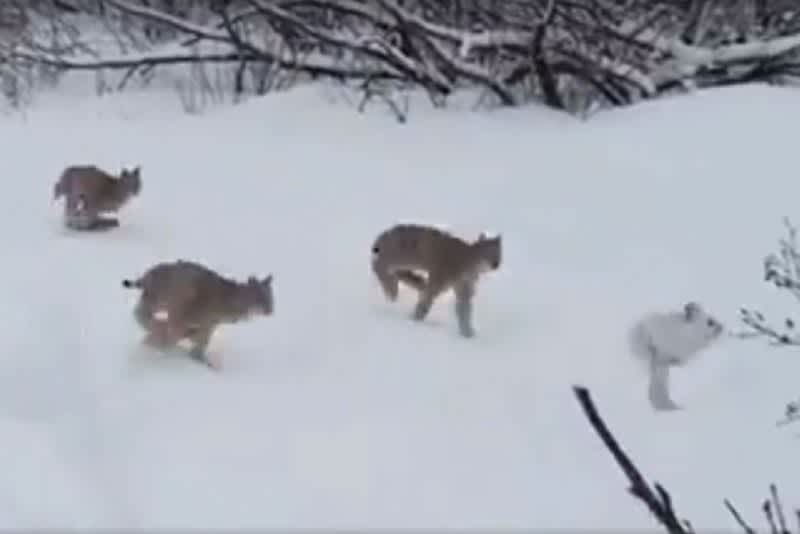 Video: How Many Lynx Can You Count in This Video?