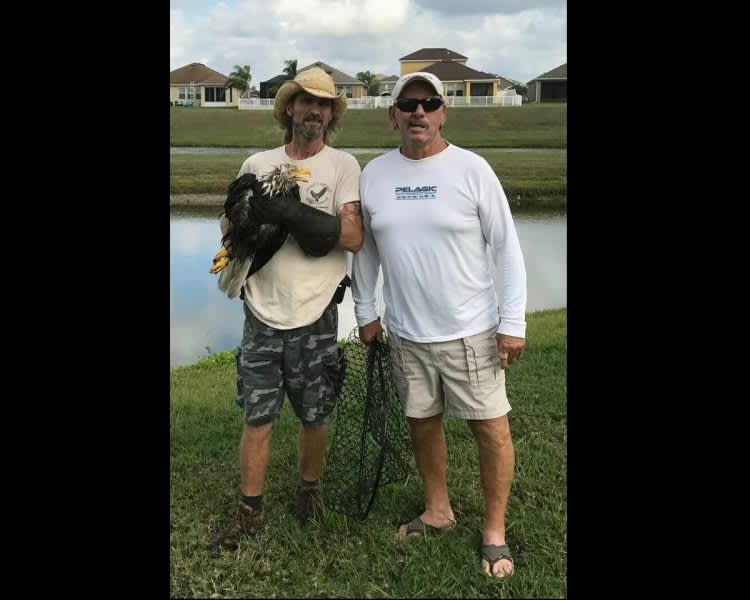 Florida Man Undergoing Chemo Treatment Pulls Bald Eagle from Alligator’s Mouth