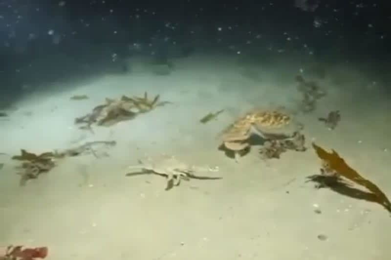 Video: Octopus Learns that Hunters Are Also the Hunted