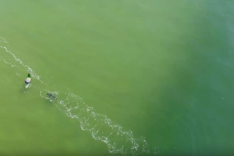 Video: Drone Footage Captures Shark Stalking Surfers in Australia