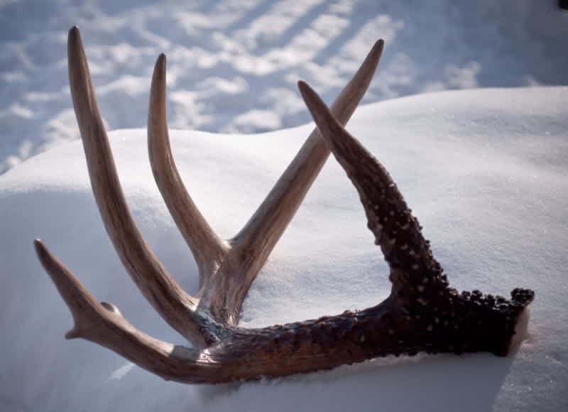 Effective Immediately: Statewide Shed Hunting Closure