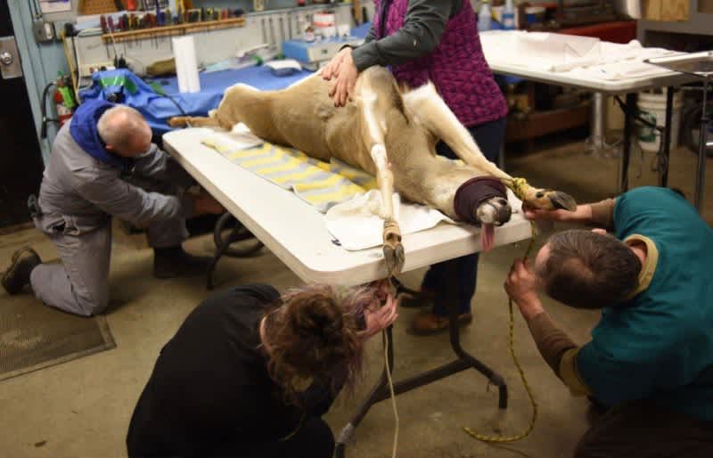 Deer Euthanized Just 9 Days After Sterilization Surgery