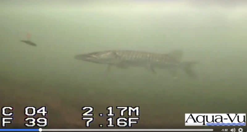 Must-See Video: Rare Underwater Tiger Muskie Strike on Aqua-Vu!