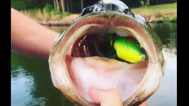 Video: 60 Top Water Bass Strikes That Will Have You Begging for Spring