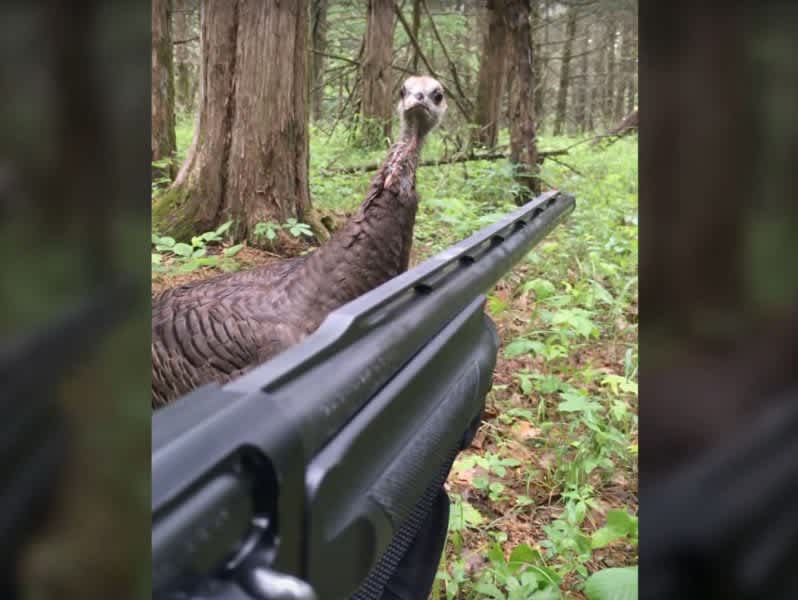 Video: Fearless Wild Turkey Struts Her Stuff Right in Front of Hunter