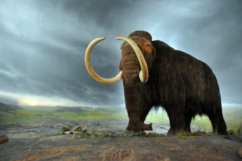 Scientists Take Large Steps in ‘De-Extinction’ of Woolly Mammoth