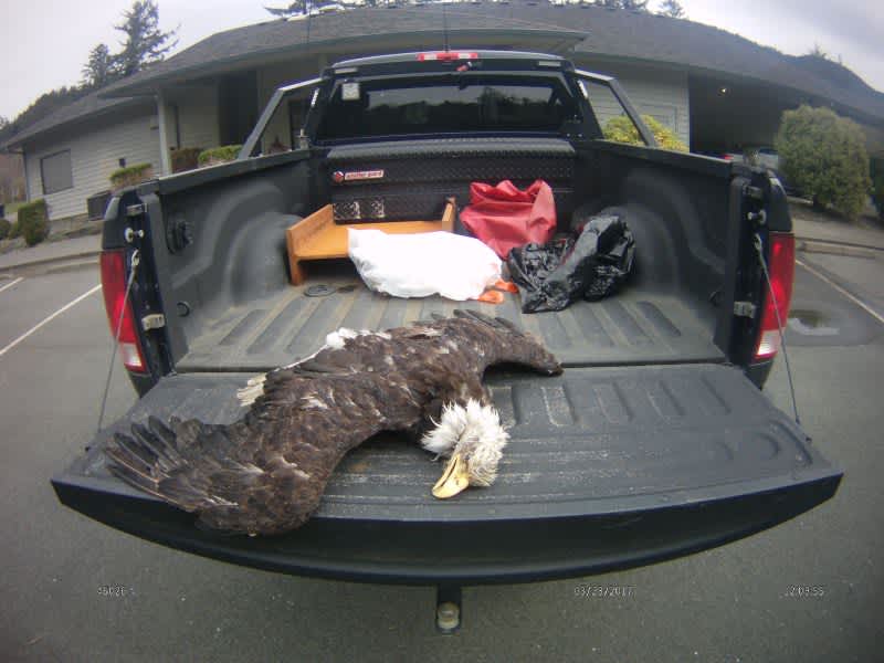 Police Seeking Information on Bald Eagle Found Dead With Its Talons Cut Off