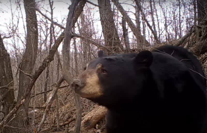 Video: Black Bear Emerges – SLOWLY! – from Its Den