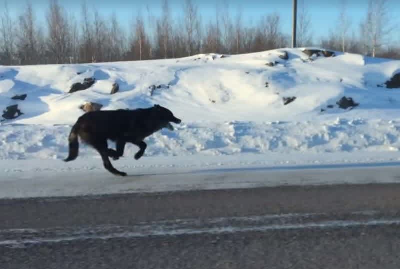Video: Woman Films Black Wolves Running 25 MPH Along Highway