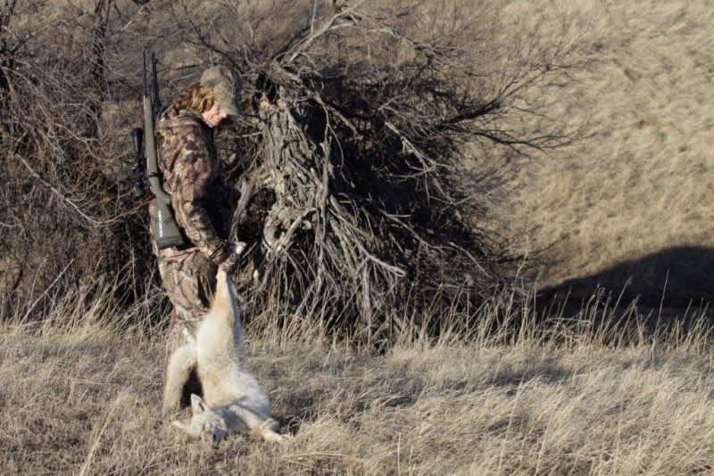 Springtime ‘Chore’ – Kill a Coyote to Save Several Fawns