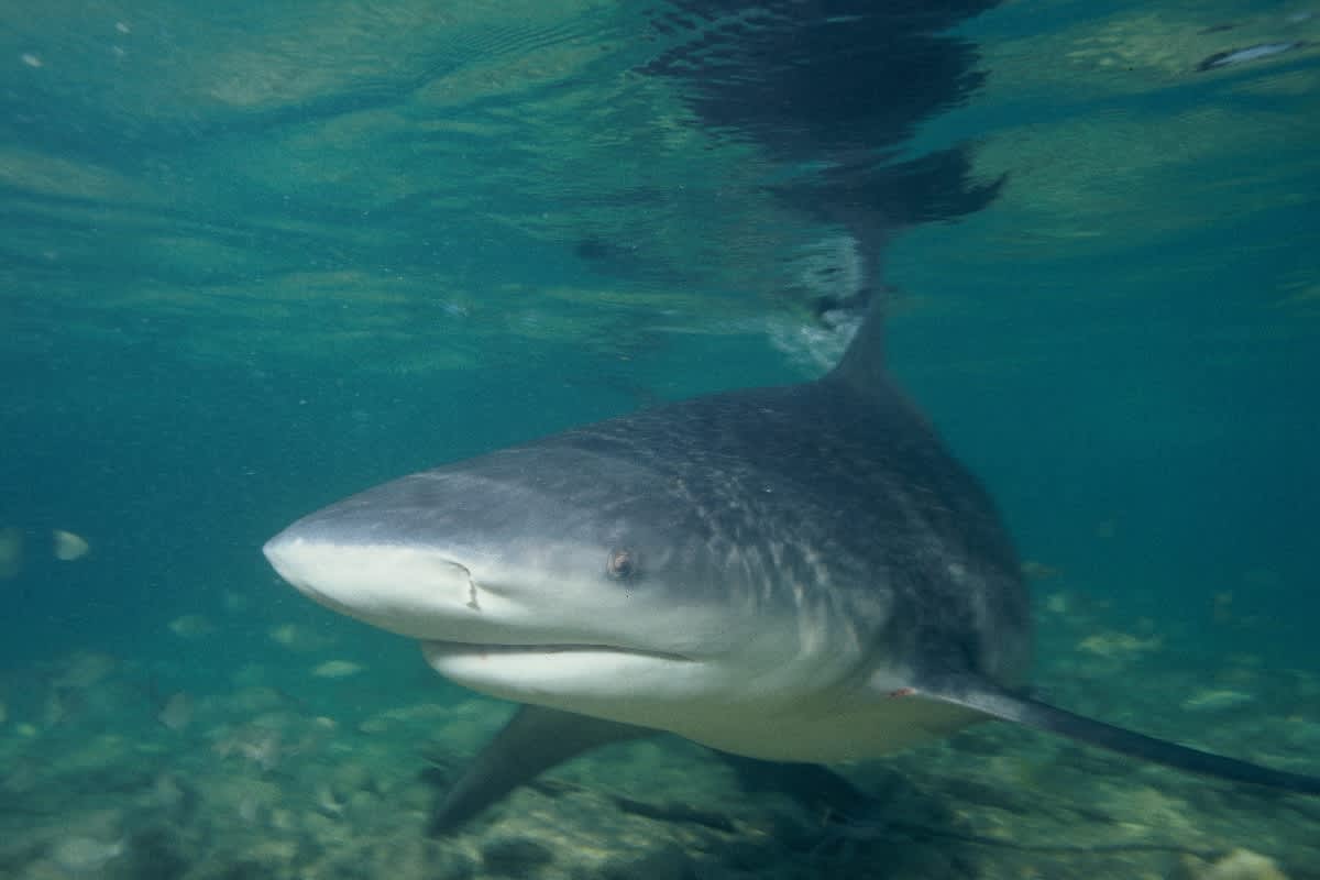 Pet Dog Taken by Shark Just a Few Feet From Shore