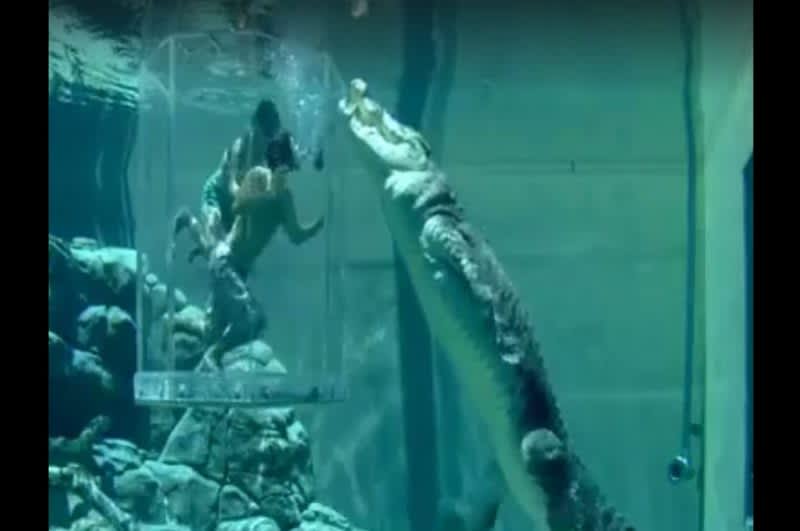 Video: Would You Take a Dip in This Crocodile Dunk Tank?
