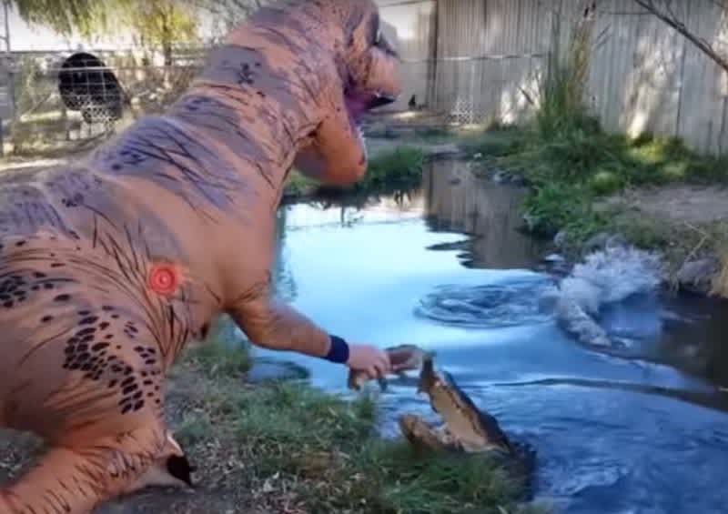 Video: Man Dresses as T-Rex to Feed Alligator; The Gator was Not Amused