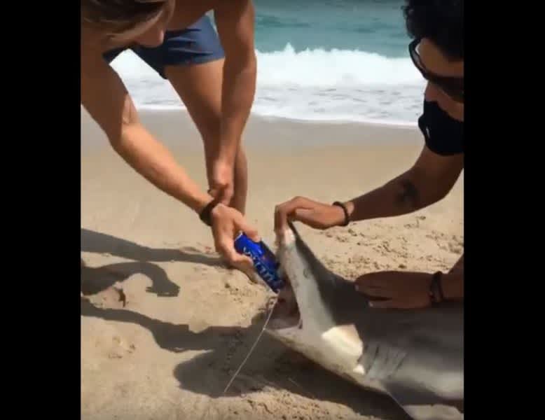 Video: Disrespectful Frat Bro Uses Shark Teeth to Open Beer Can