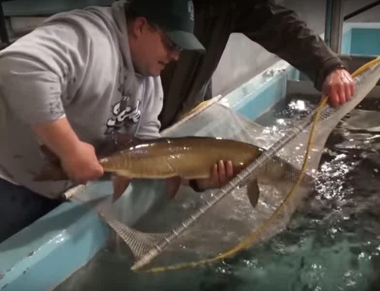 Video: How to Properly Hold a Muskie