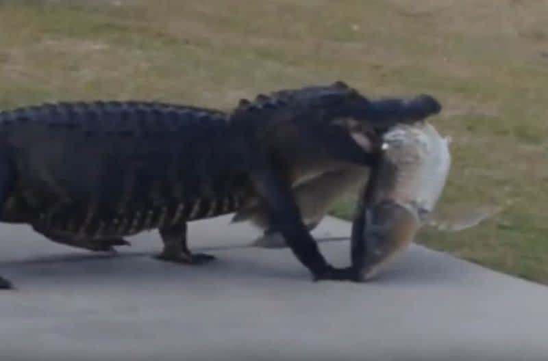 Video: This Gator has Proper Golf Course Etiquette, Never Mind the Huge Carp in its Mouth