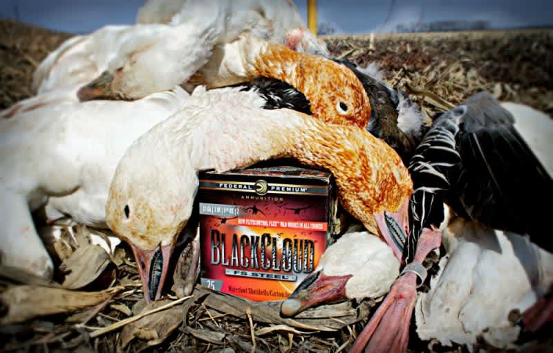 Video: Hammering Spring Geese with Federal Premium Black Cloud FLEX