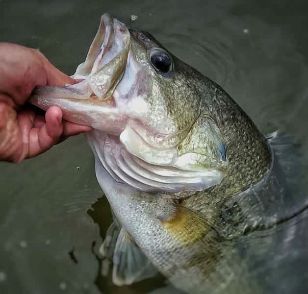 Proven Tips for Prespawn Bass