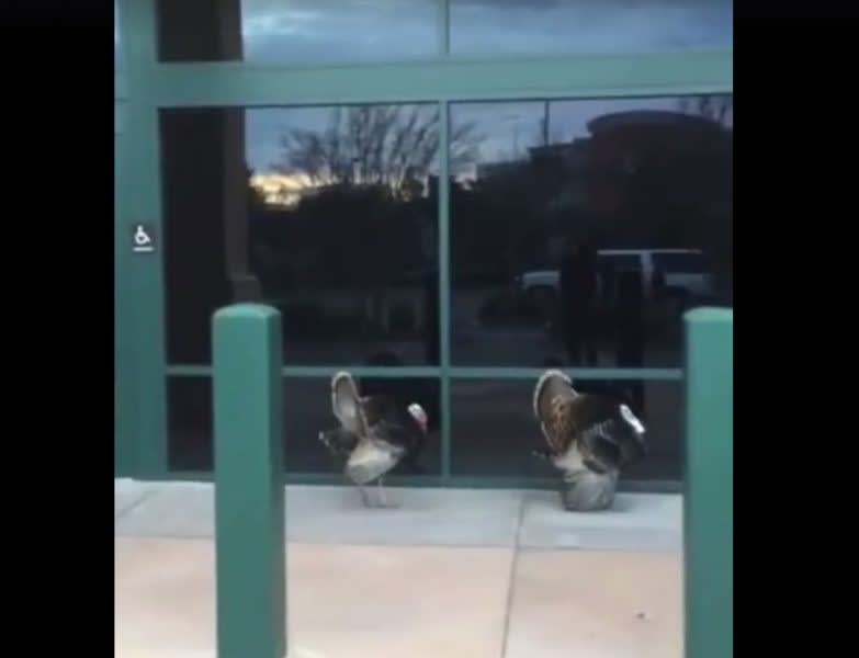 Video: Two Turkeys Spotted Applying for Job as Live Decoys Outside Sporting Goods Store