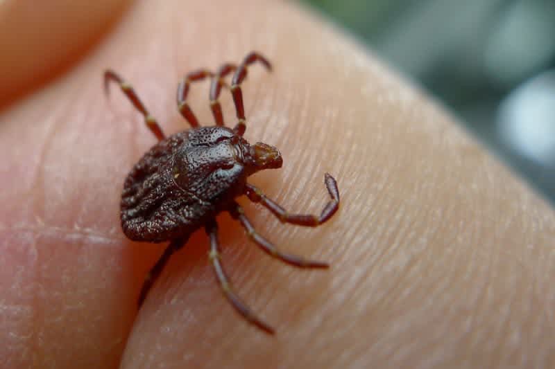 Attention Hunters: Grim Forecast for Lyme Disease in the Northeast