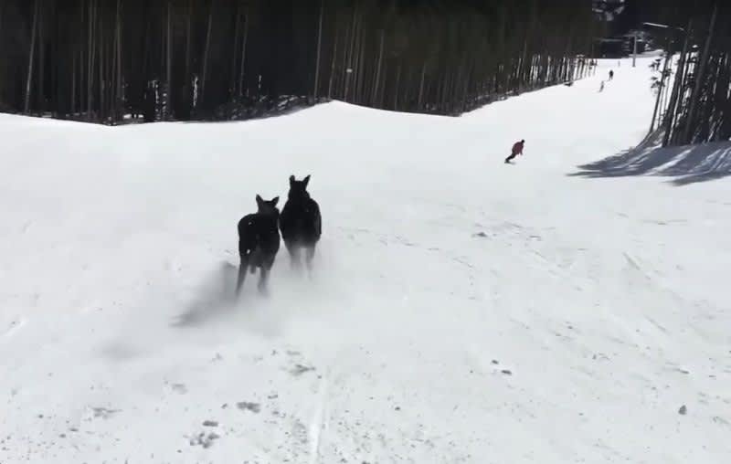 Video: Moose On the Loose Racing Down Ski Hill