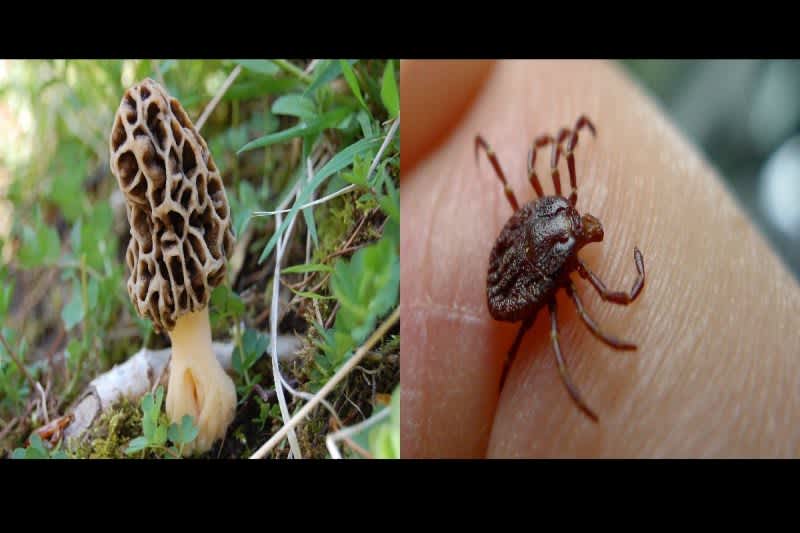 Morel Mushroom Hunters: Beware of an Increase in Lyme Disease Carrying Ticks This Spring