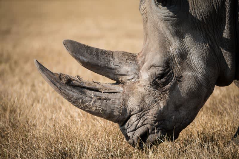 Poachers Break Into Paris Zoo, Kill Rhinoceros and Steal Its Horn