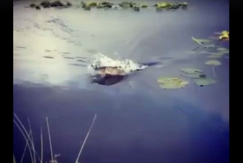 Video: Bet You Can’t Watch This Pike Strike Without Flinching