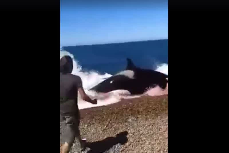 Video: Man Attempts to Rescue Seal from Hungry Killer Whale
