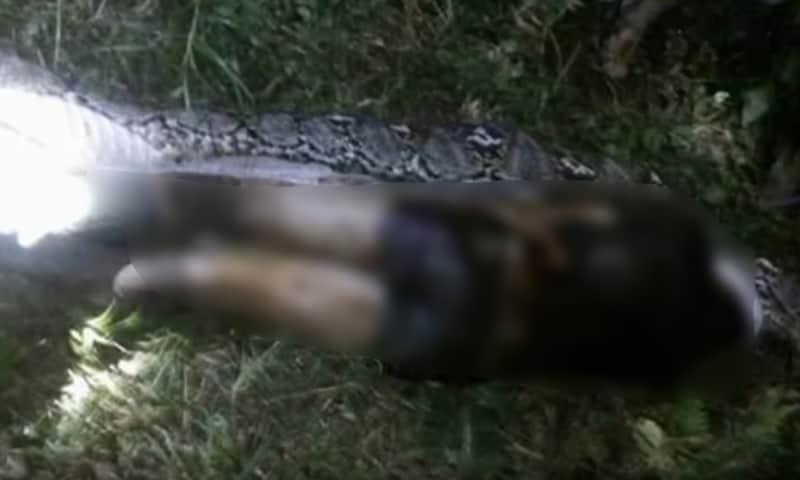GRAPHIC VIDEO: Man Cut Out of Python After Being Eaten