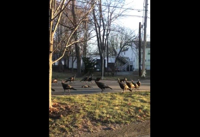 Bizarre Video: More Than 15 Turkeys Circle Around Dead Cat in Middle of Street