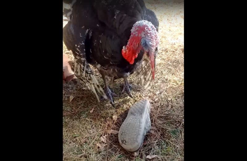 Videos: Turkeys Dancing Like Nobody’s Watching