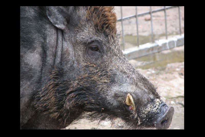Radioactive Wild Boar in Fukushima Keep Residents from Returning Home