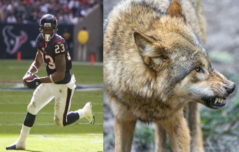 NFL Running Back Tweets That He Can Take a Wolf 1-on-1