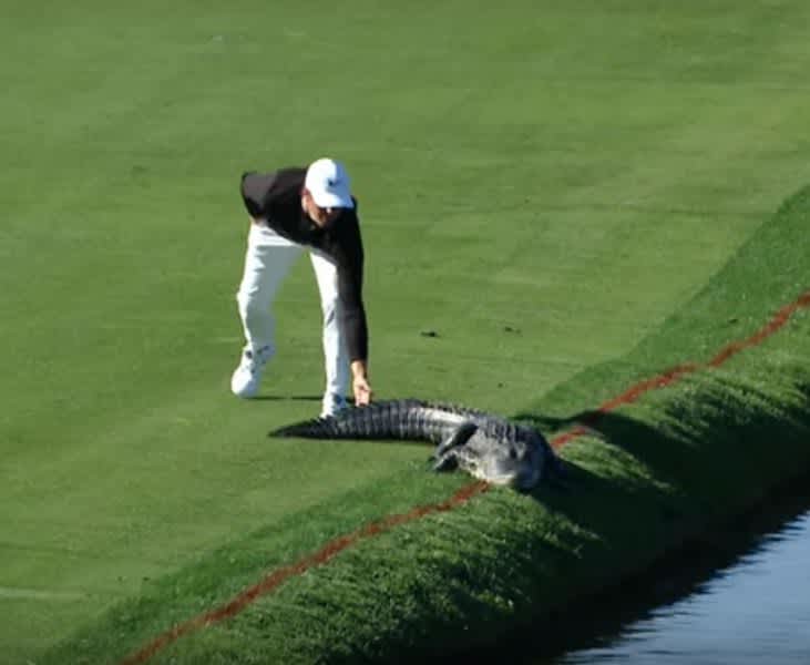 Video: Would You Slap a Gator on the Tail?