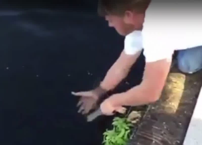 Video: Hand-Grabbing Walleyes Off the Dock!