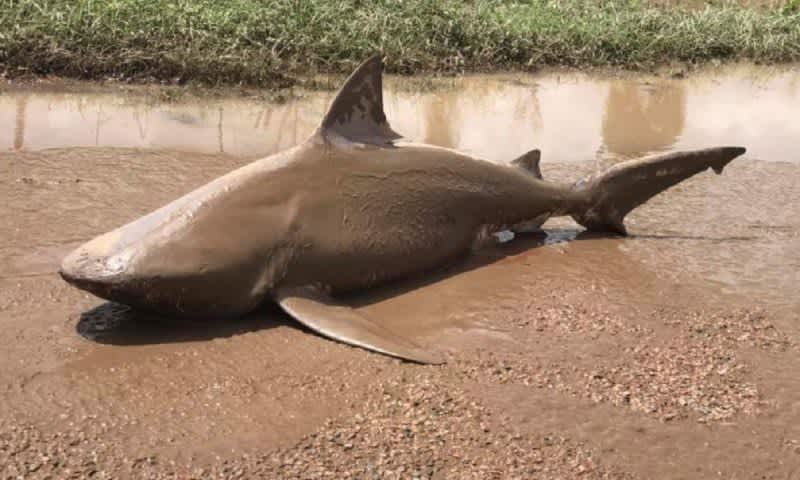 Video: Sharknado? Cyclone Debbie Rains Down Sea Creatures in Australia