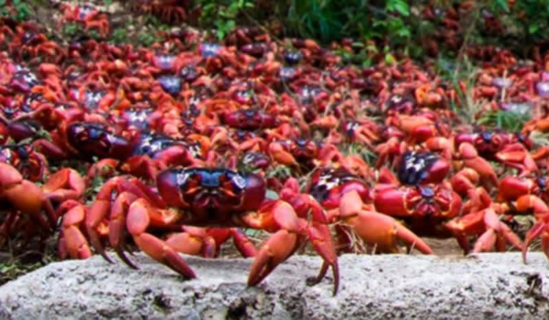 Video: Millions of Tiny Red Crabs Migrate onto Christmas Island