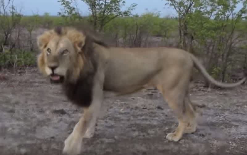 Video: Do Not Tease Lions, They Will Eat You