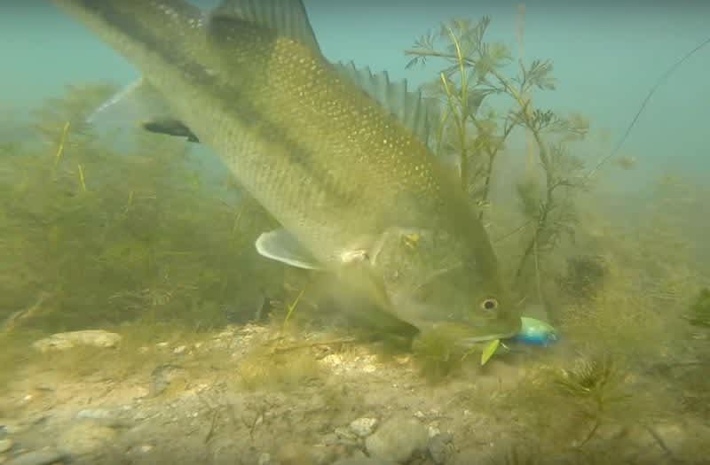 Cool Underwater Video: Bed Fishing for Largemouth Bass