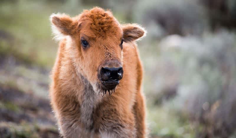 First Bison Calves Born in Canada’s Banff National Park in 140 Years